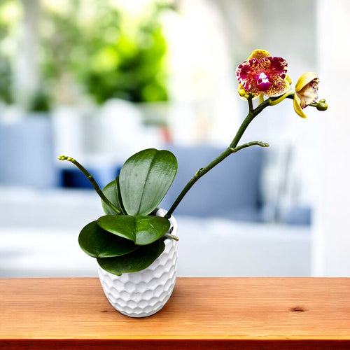 Phalaenopsis Sogo Vieker (peloric)