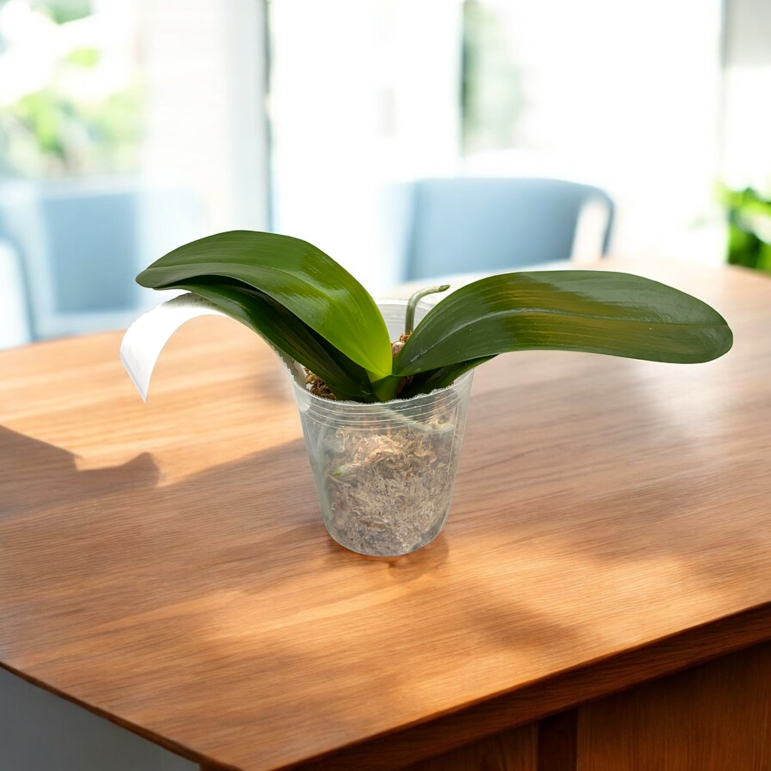 Phalaenopsis Brother Prince 'Hai Tony'