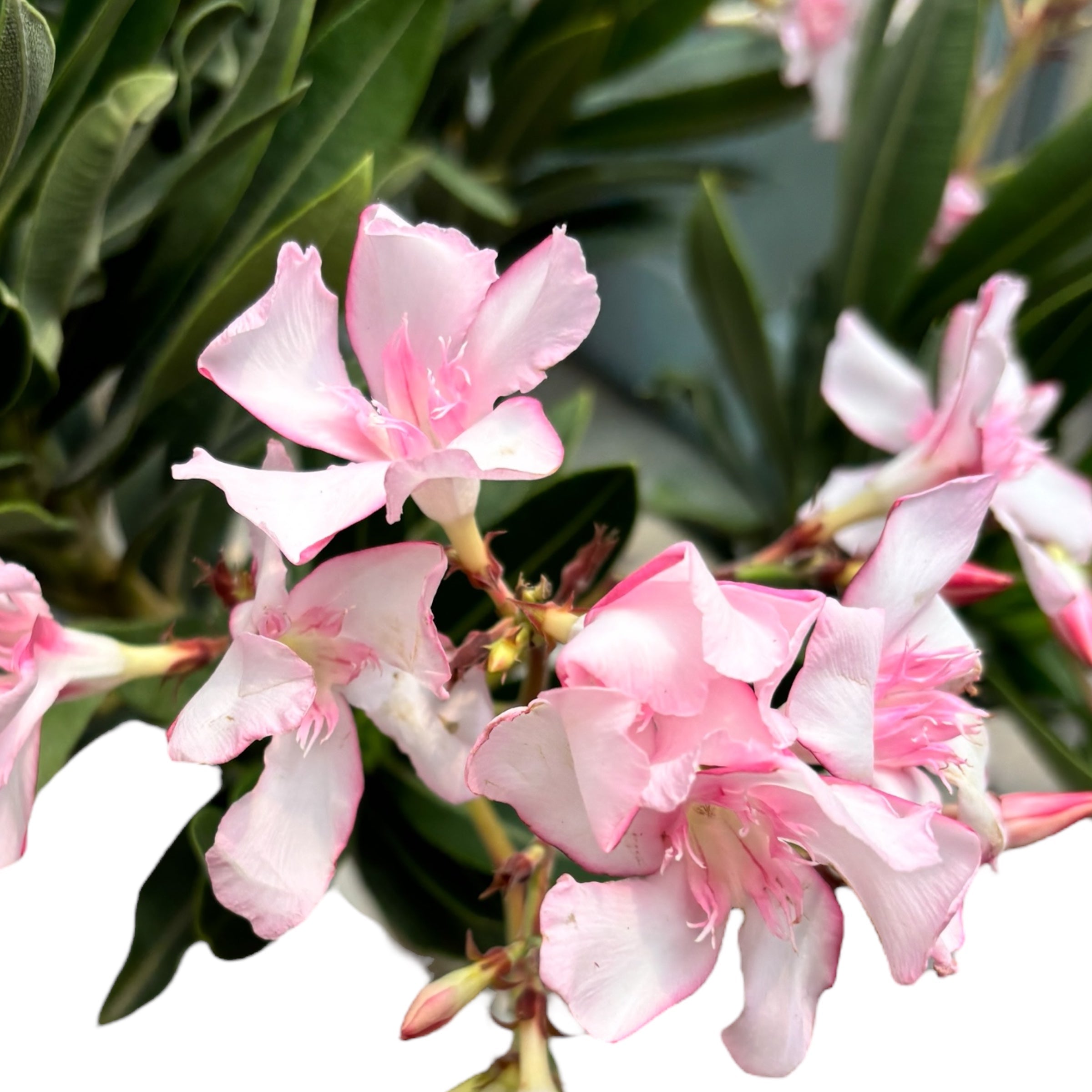 Rožnati oleander - (Nerium Olander) 2 rastlini/ lonec, primerki XL