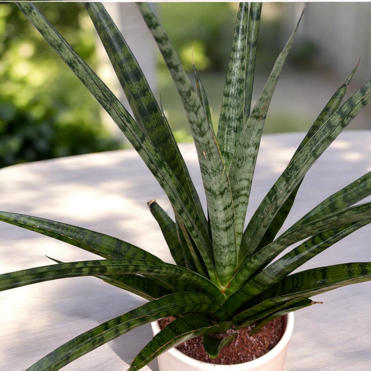 Sansevieria ‘Megan’