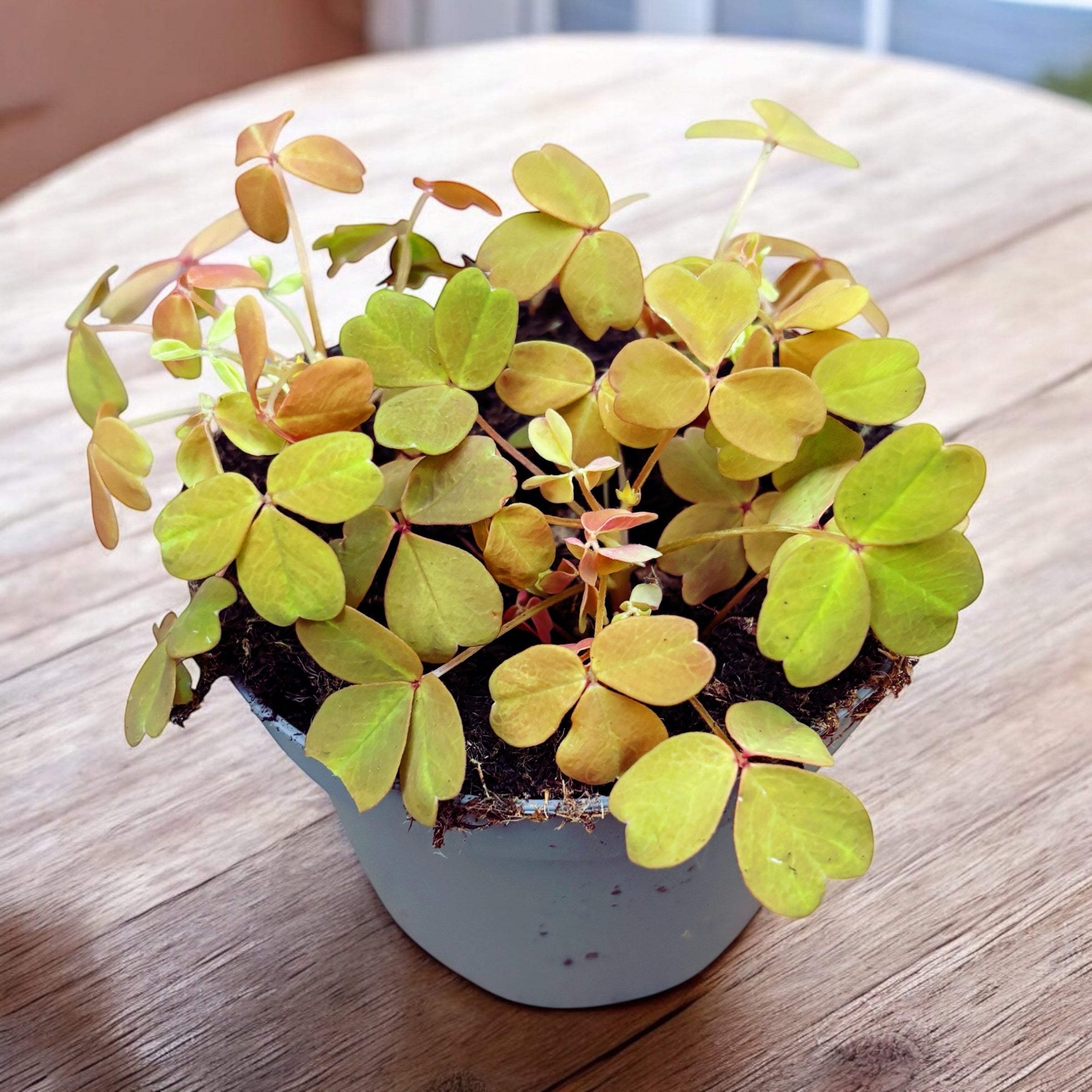 Oxalis « Sunset Velvet » (« Or »)