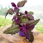 Gynura aurantiaca 'Purple Passion' 2pp - planta catifelata cu frunzis mov intens