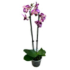 Phalaenopsis Vivaldi