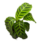 Calathea Zebrina (Zebra Plant)