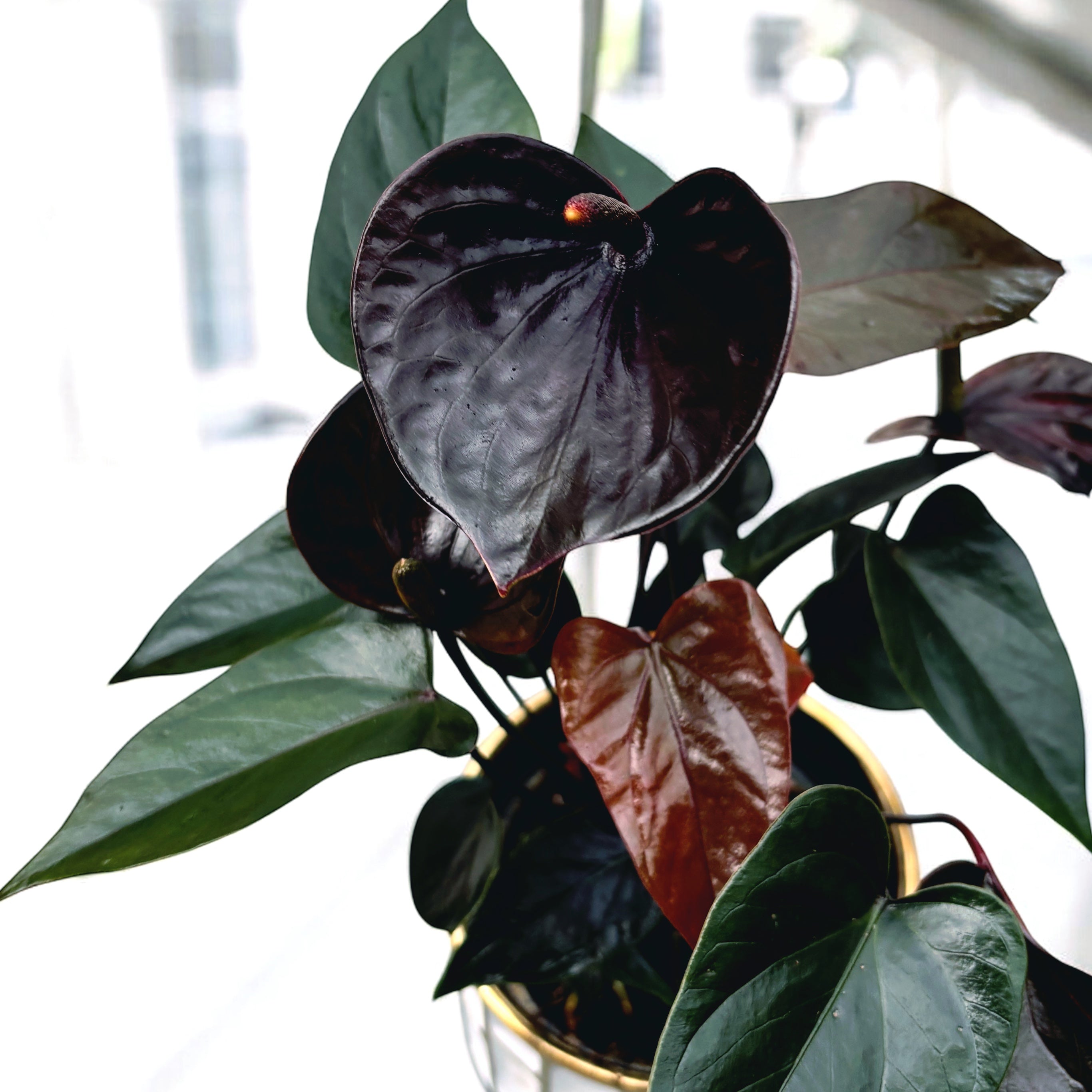 Anthurium Black Love – Secret Garden Plant Shop