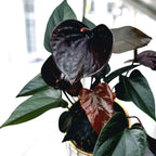 anthurium love black Anthurium Black Love – Secret Garden Plant Shop