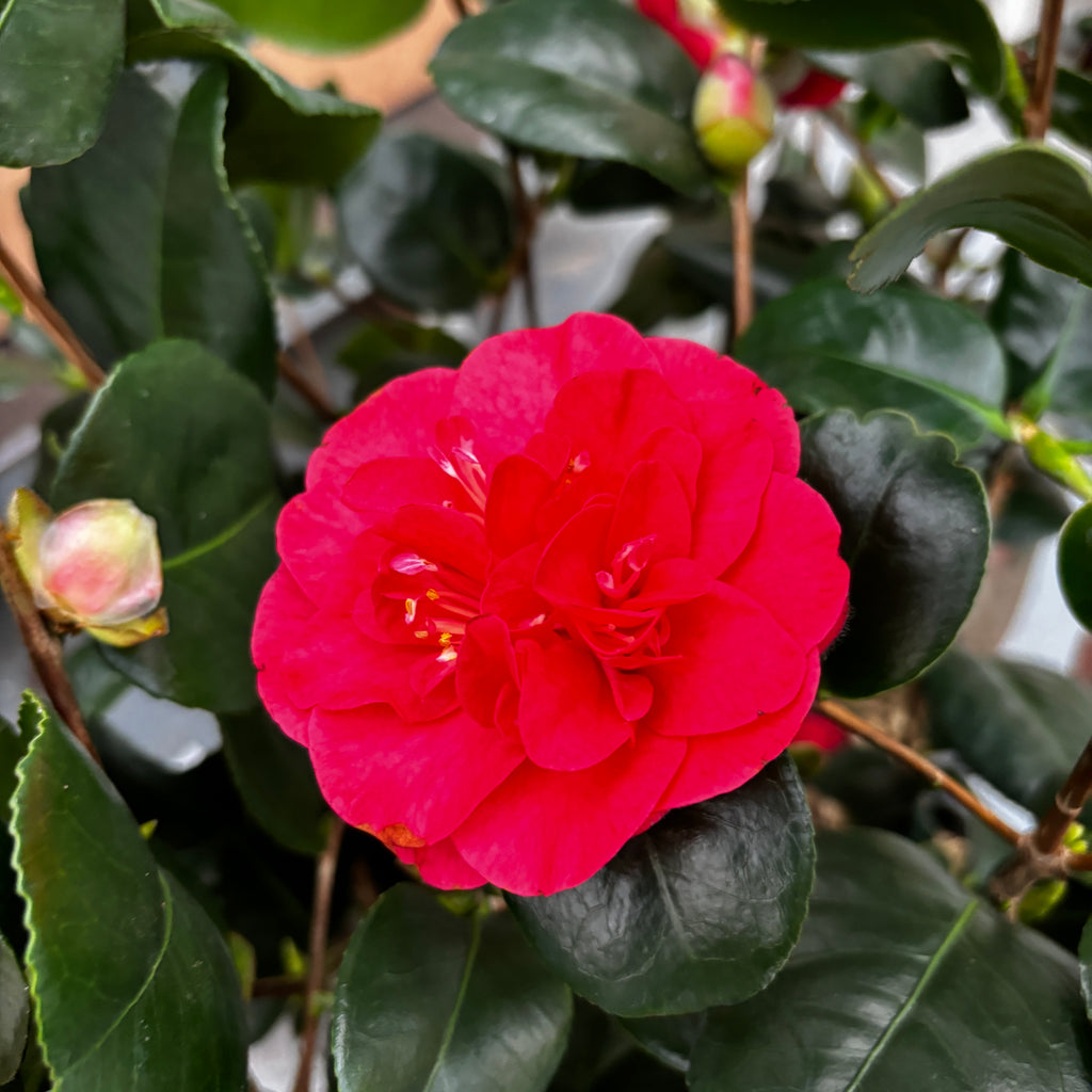 Camellia japonica 'Double Red' - pakkasenkestävä, nuoria yksilöitä