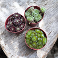 Sempervivum - set 3 buc diferite