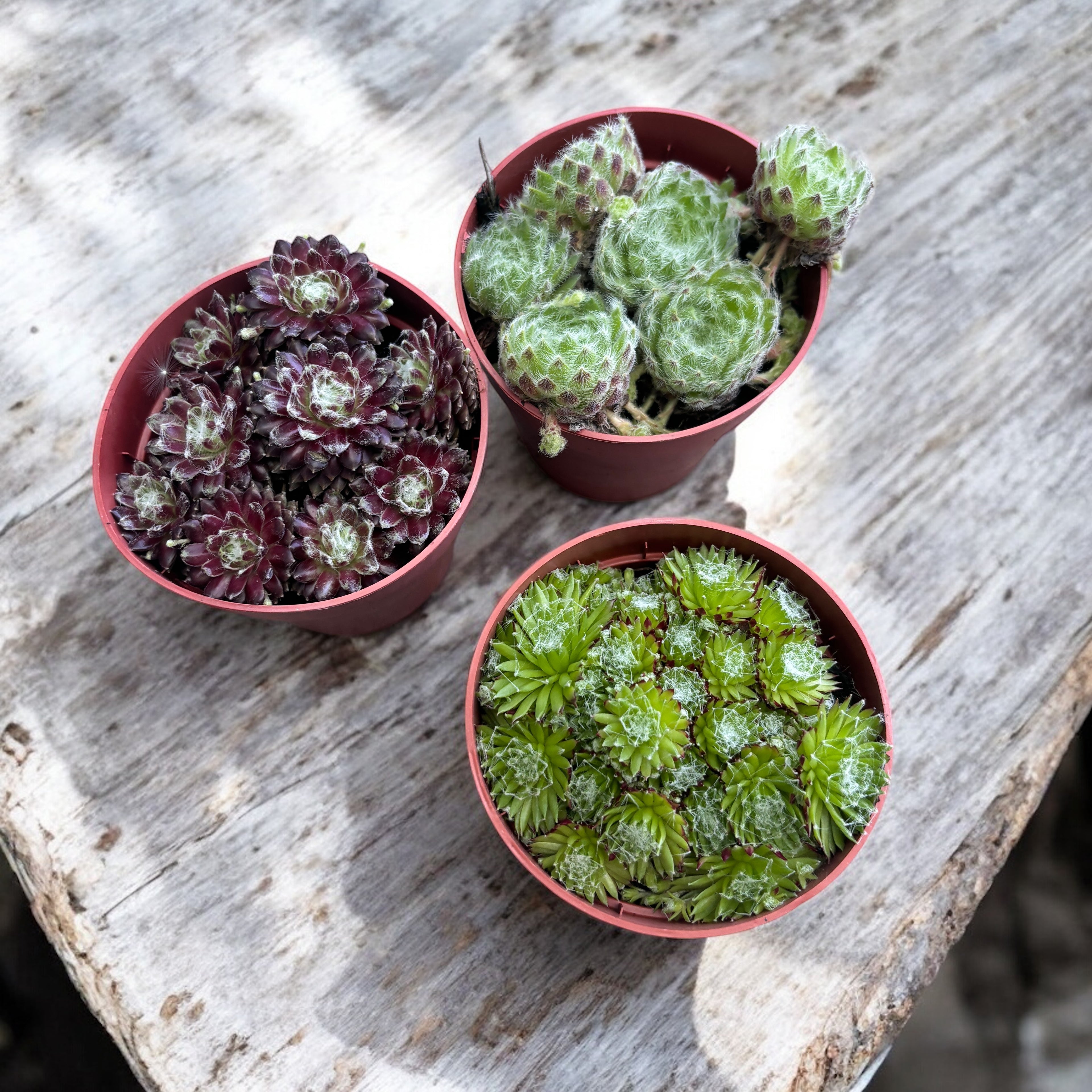 Sempervivum - set 3 buc diferite