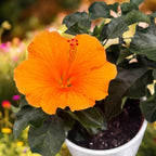 Hibiscus rosa-sinensis 'Sunny Torino' (trandafir japonez) - flori XL