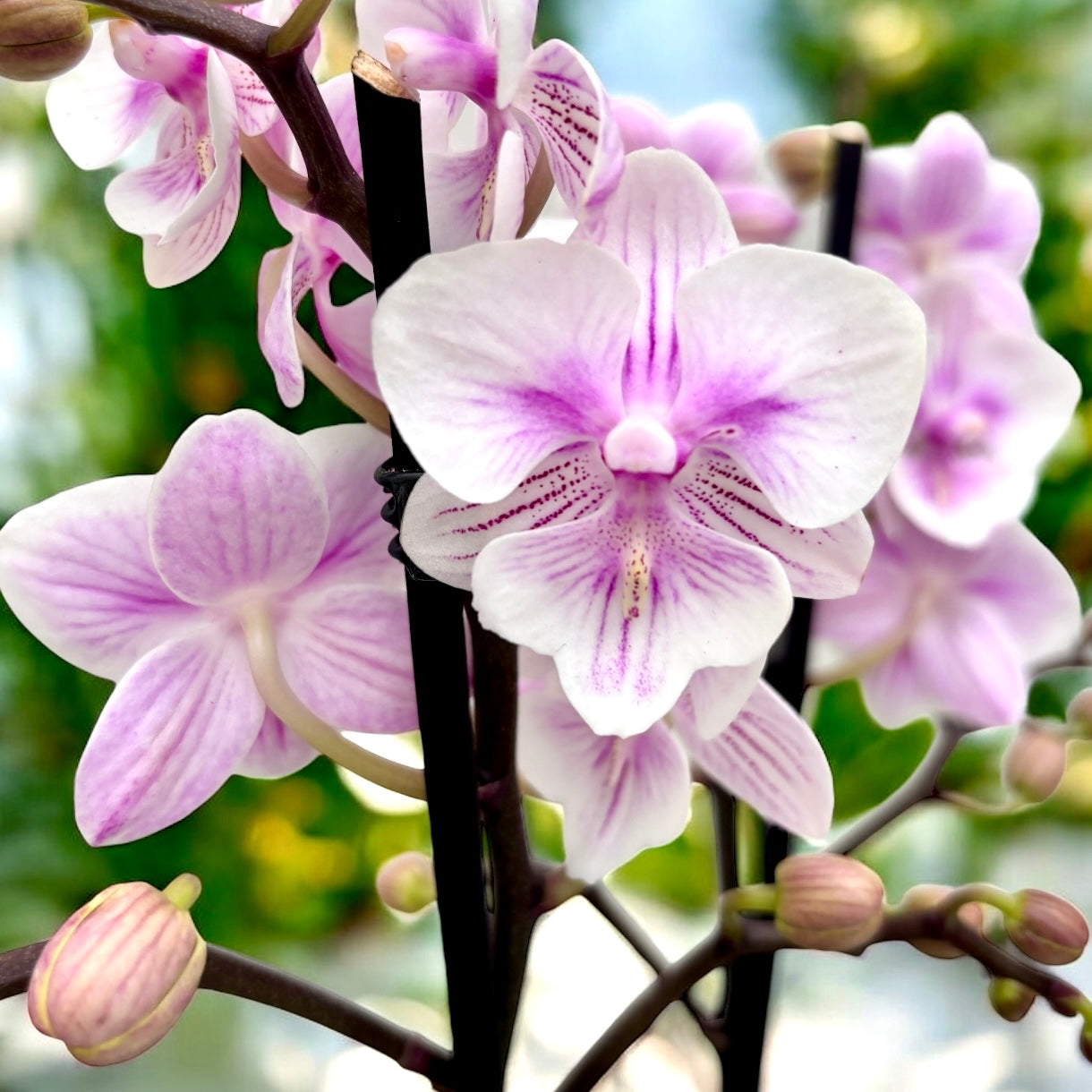 Phalaenopsis Special big lip