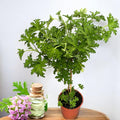 Vonné muškáty (Indrusaim) - Pelargonium graveolens 'Lemon' H70