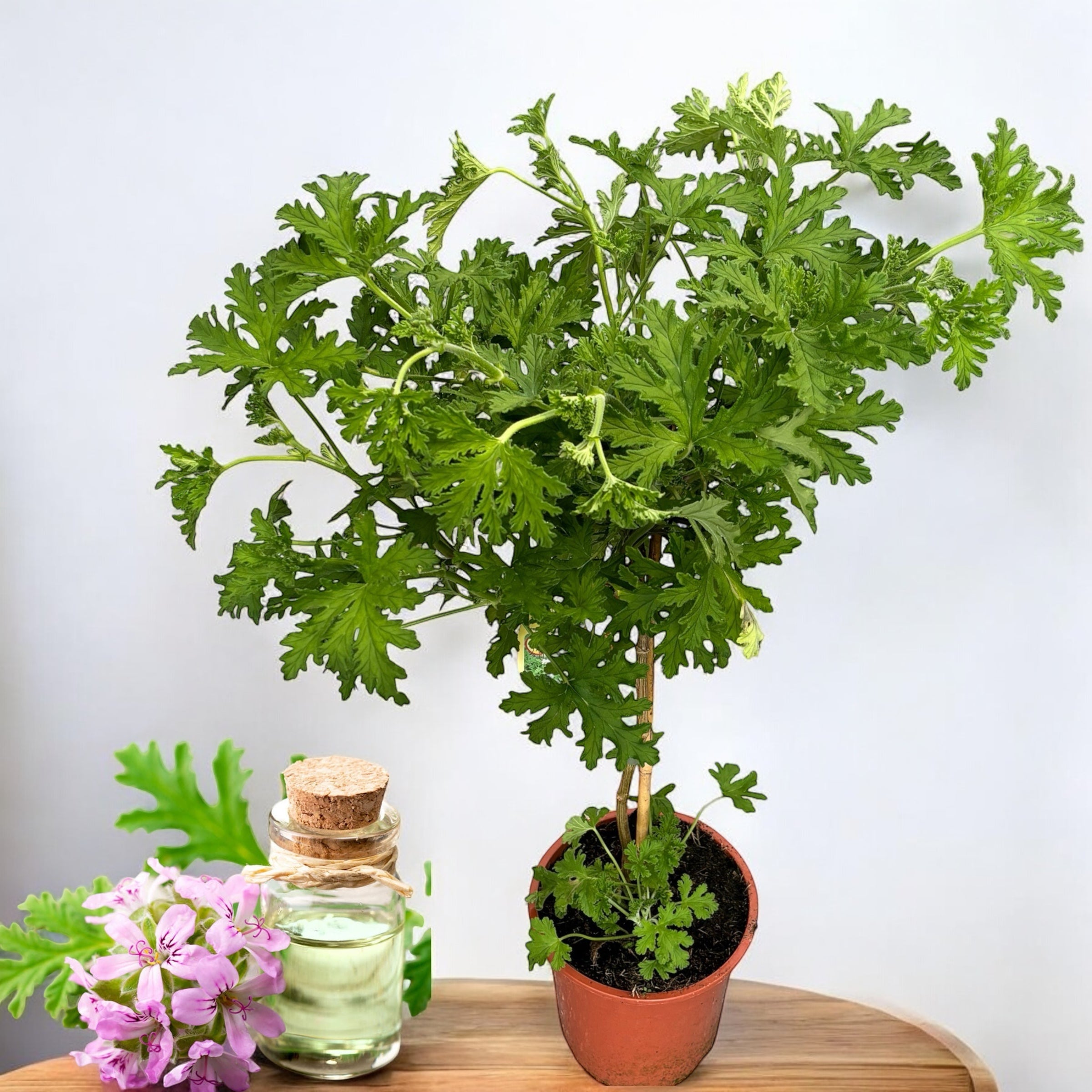 Muscate parfumate (Indrusaim) - Pelargonium graveolens 'Lemon' H70