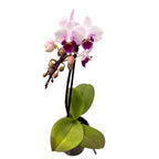 Phalaenopsis Alice (miniatura)