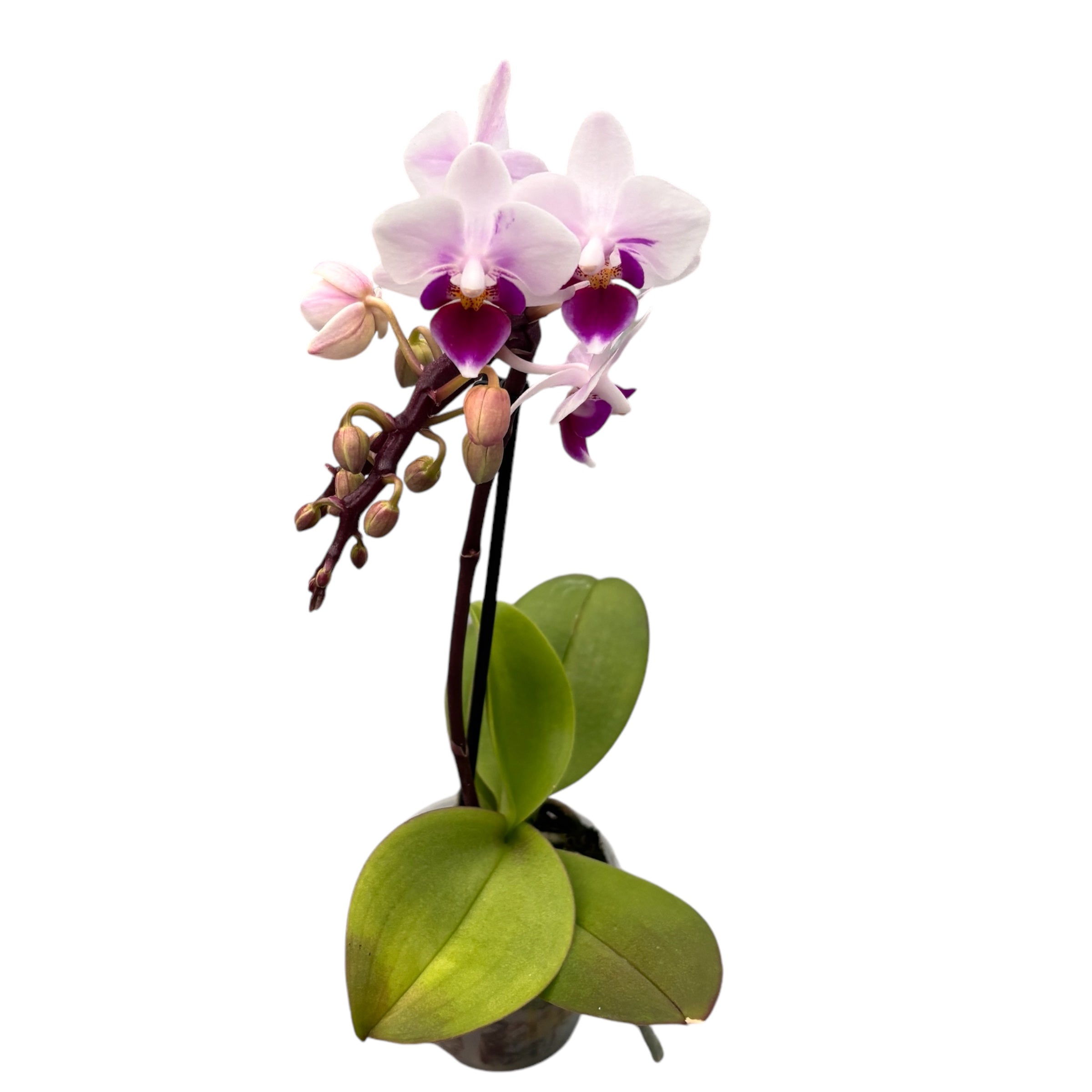 Phalaenopsis Alice (miniatura)