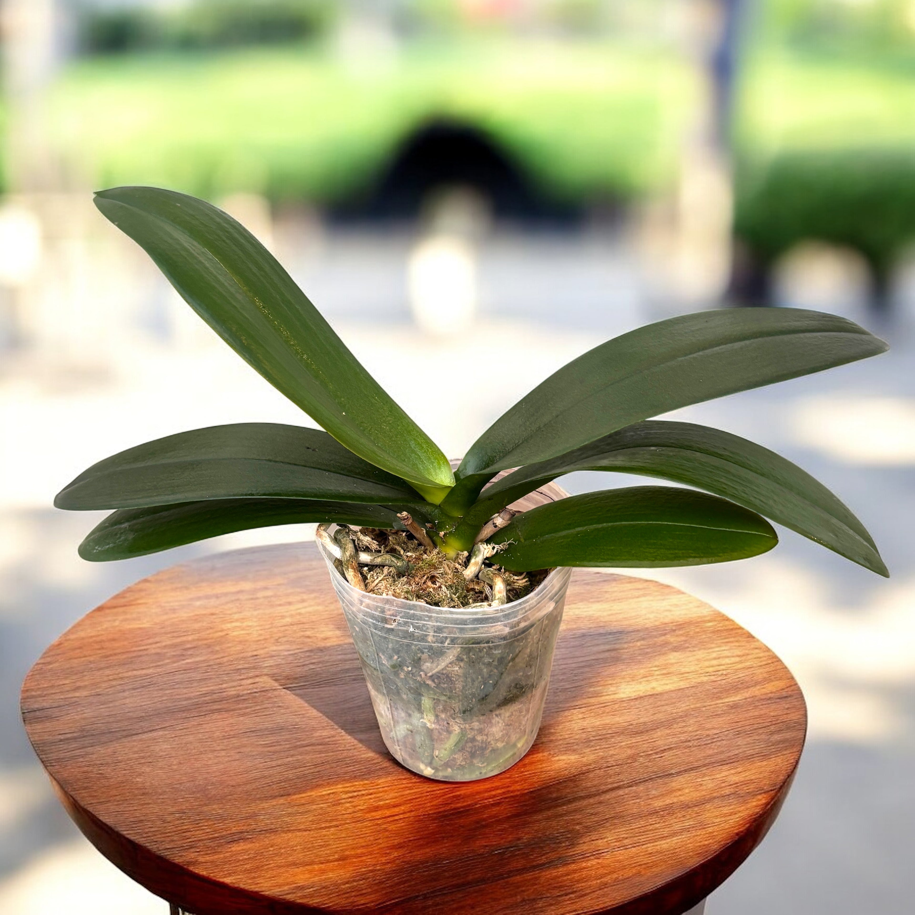 Phalaenopsis (Chiada Gloria × Yu Pin Pearl) 'Splash'