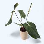 Anthurium papillilaminum – specie botanica rara cu frunze catifelate si aspect luxuriant