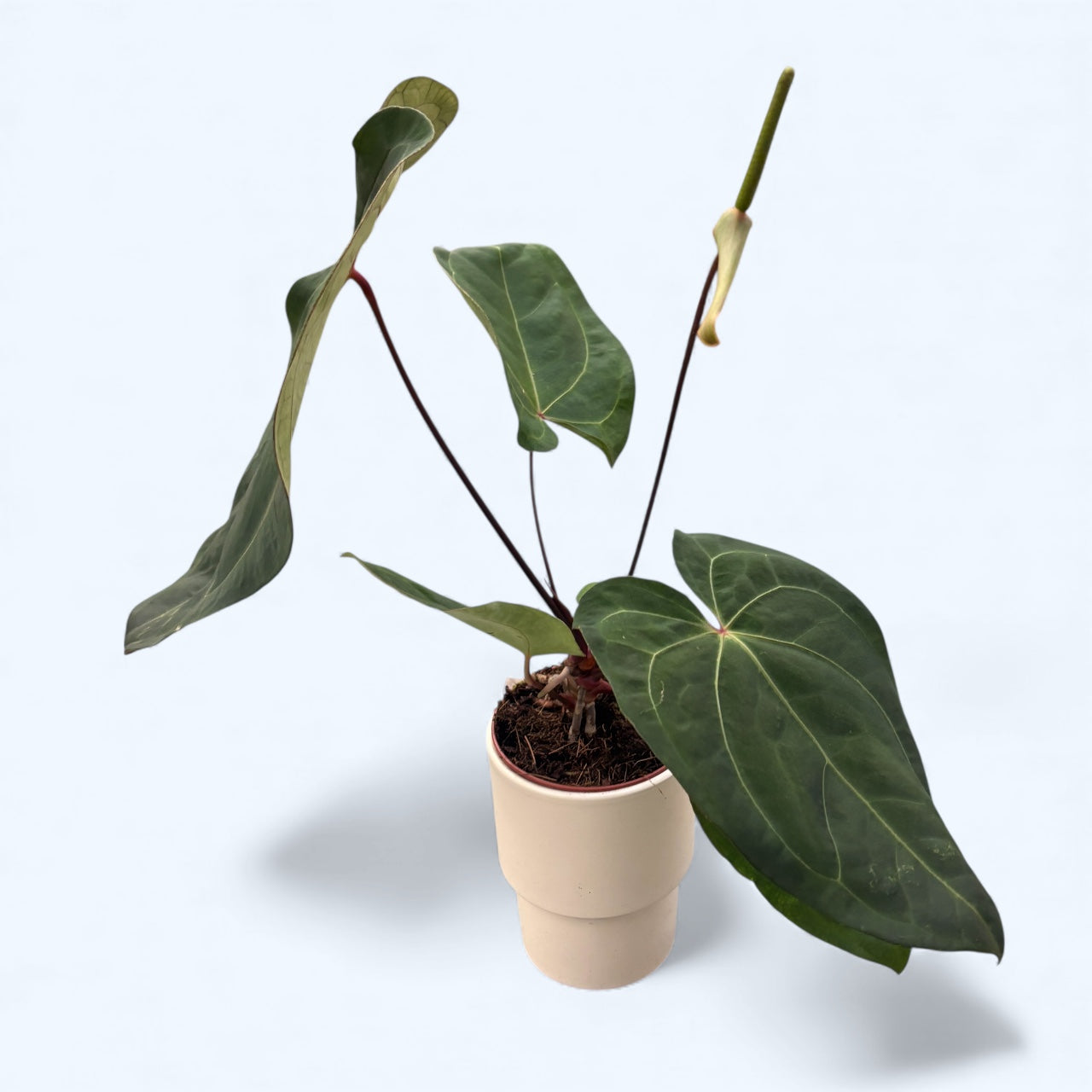 Anthurium papillilaminum – specie botanica rara cu frunze catifelate si aspect luxuriant