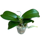 Phalaenopsis Chi-Yueh Kaleidoscope 3518 (Peloric)