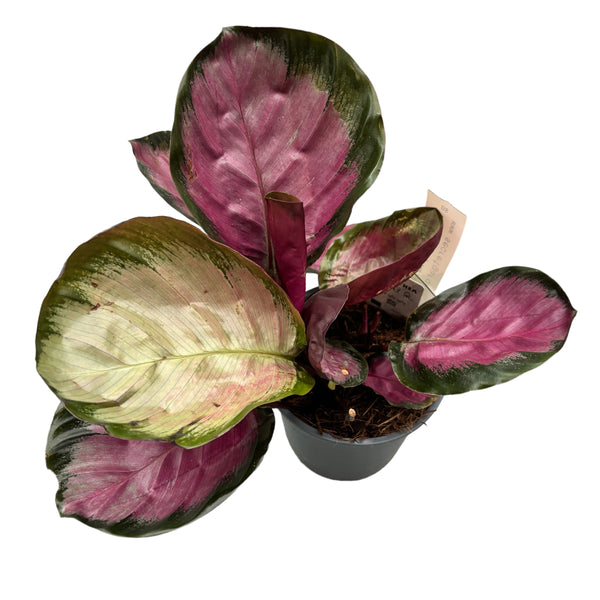 Calathea Roseopicta 'Rosy'