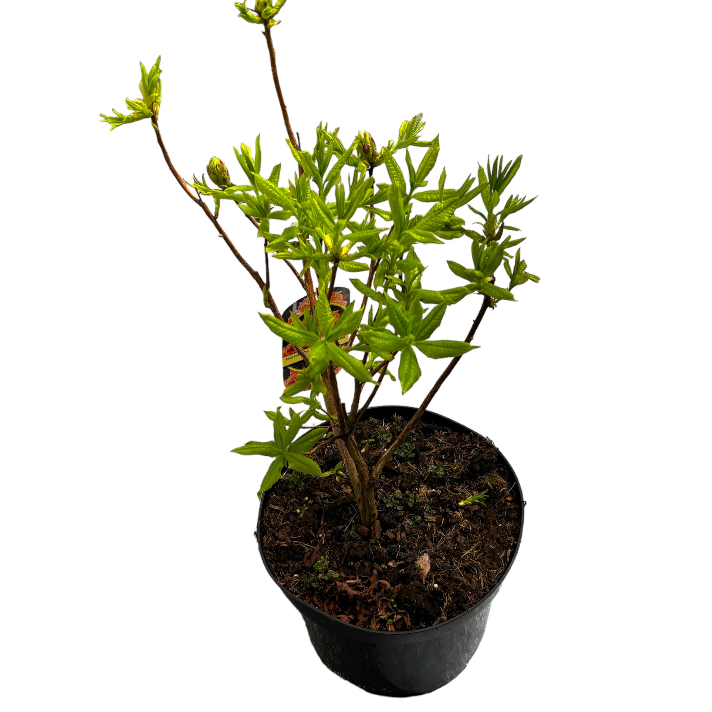 Rhododendron 'Glowing Embers'