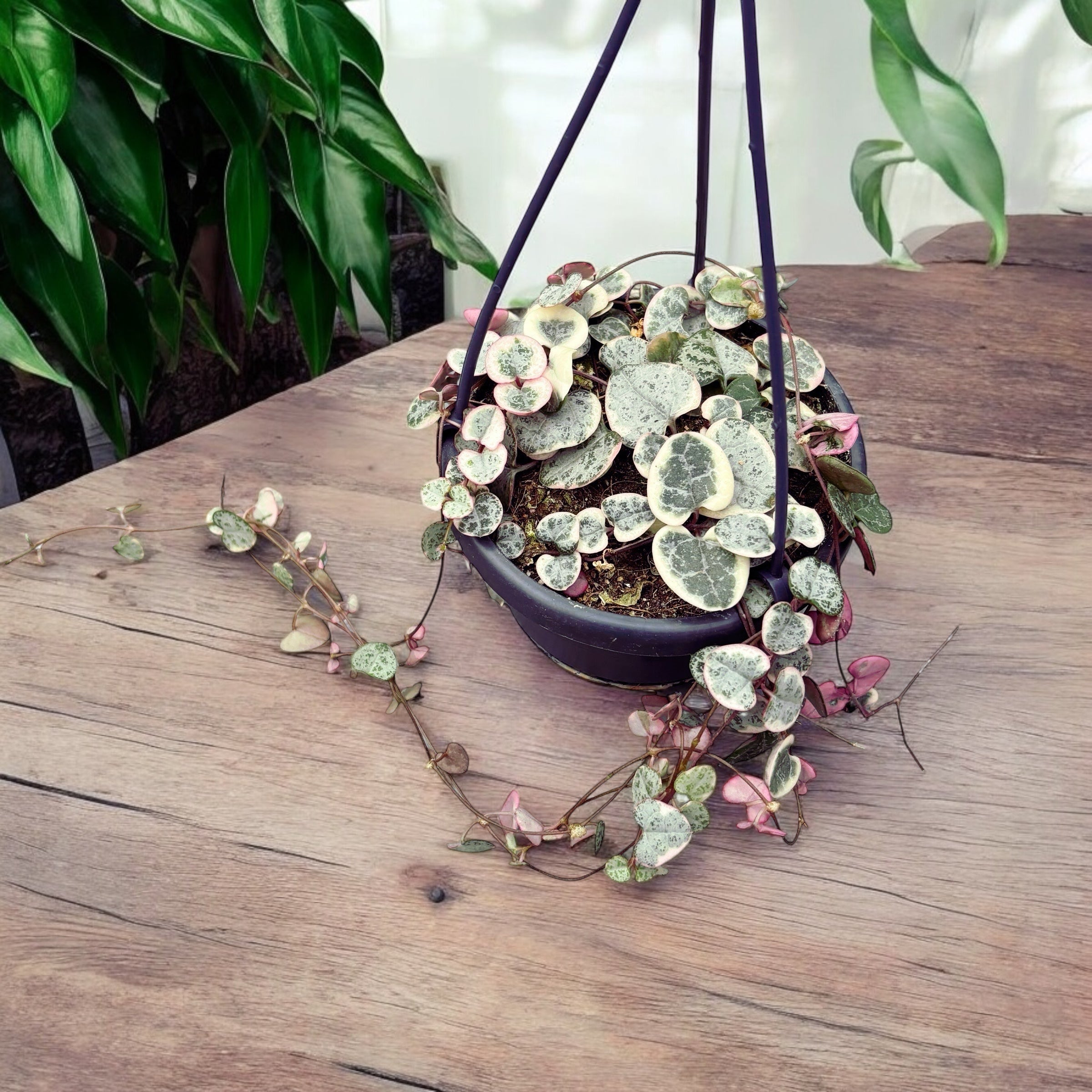 Ceropegia woodii 'Marlies' VARIEGATA -  String of hearts