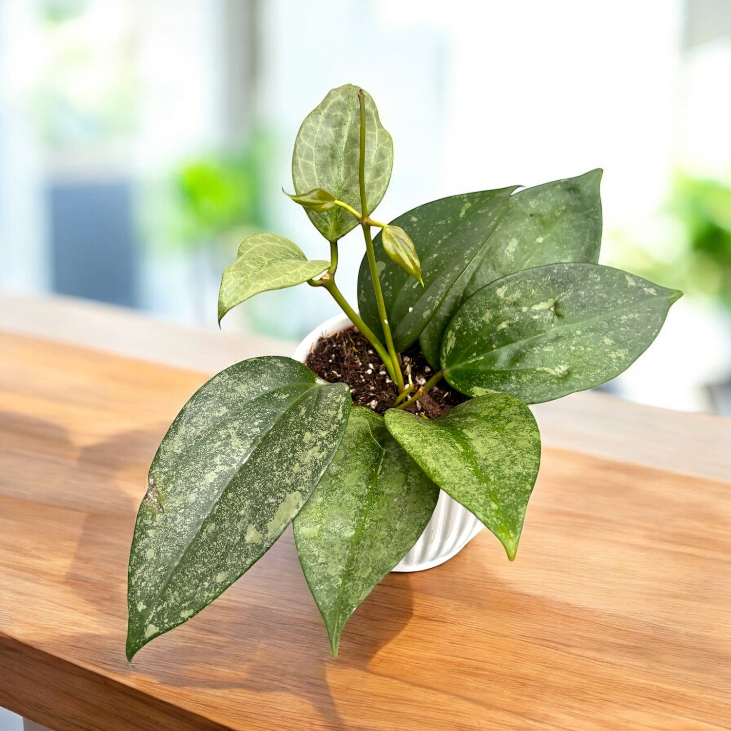 Hoya macrophylla 'Silver Splash'