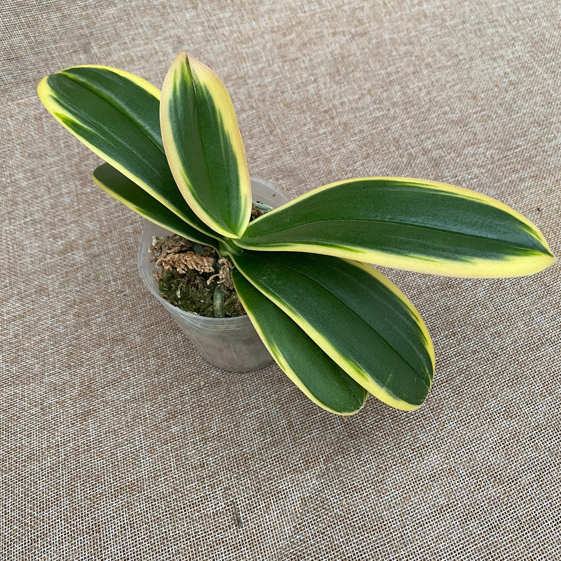 Phalaenopsis Chia E Yenlin (variegata & butterfly)
