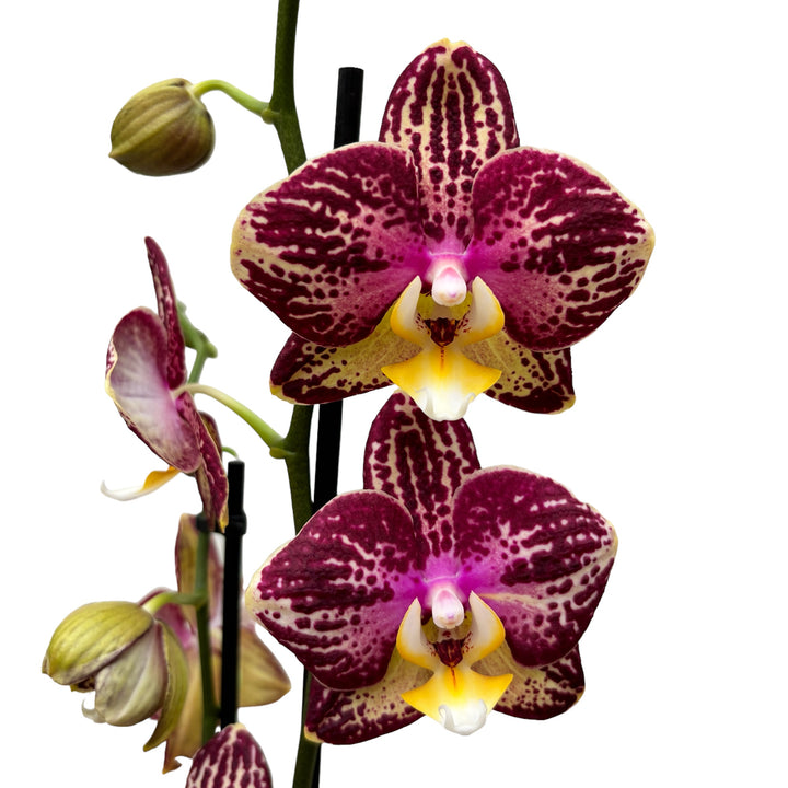 Phalaenopsis Pinif (Flash)