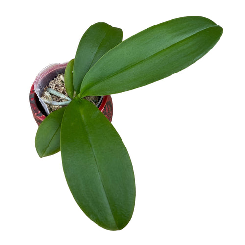 Phalaenopsis Charming Crystal Water '1288' - stor läpp