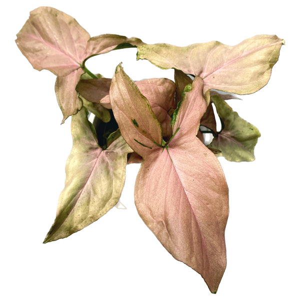 Syngonium Pink Anspielung D9