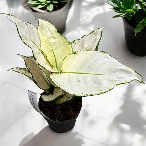 Aglaonema Super White (Weiße Freude)