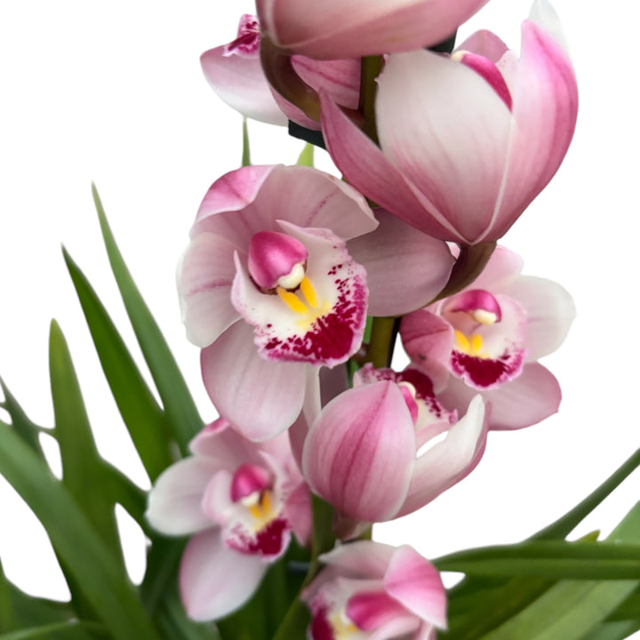 Cymbidium Wild Pink