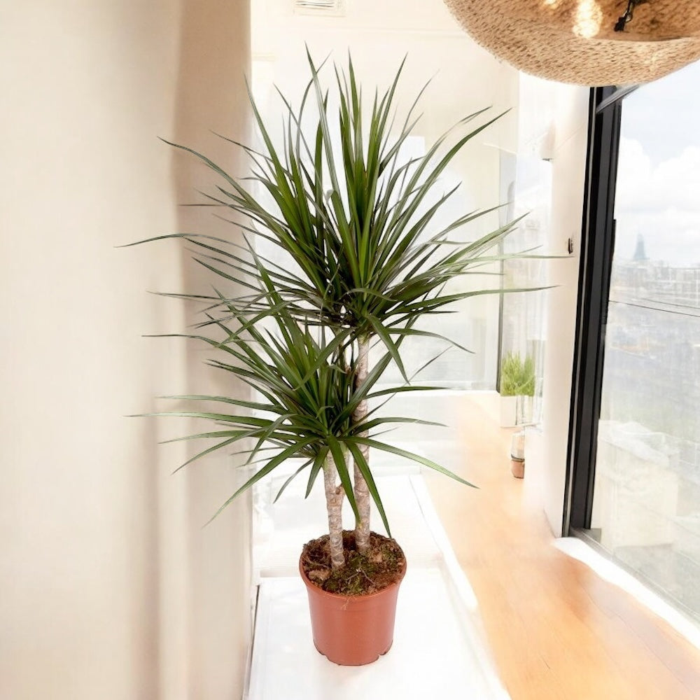 Dracaena marginata cu 2 tulpini H90