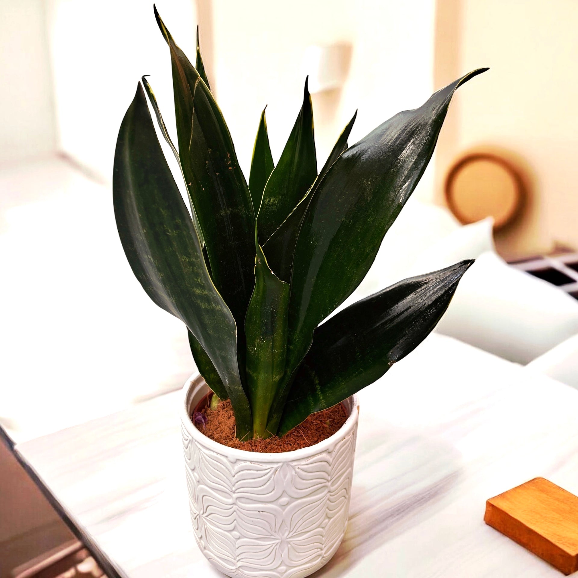 black diamond sansevieria Sansewieria 'Black Diamond' D12 – Secret Garden Plant Shop