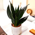 Sansevieria 'Black Diamond' D12