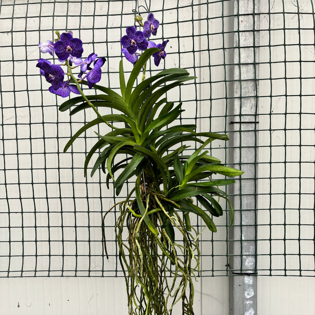 Vanda Tweed Blue XXL 5p (Ansu)