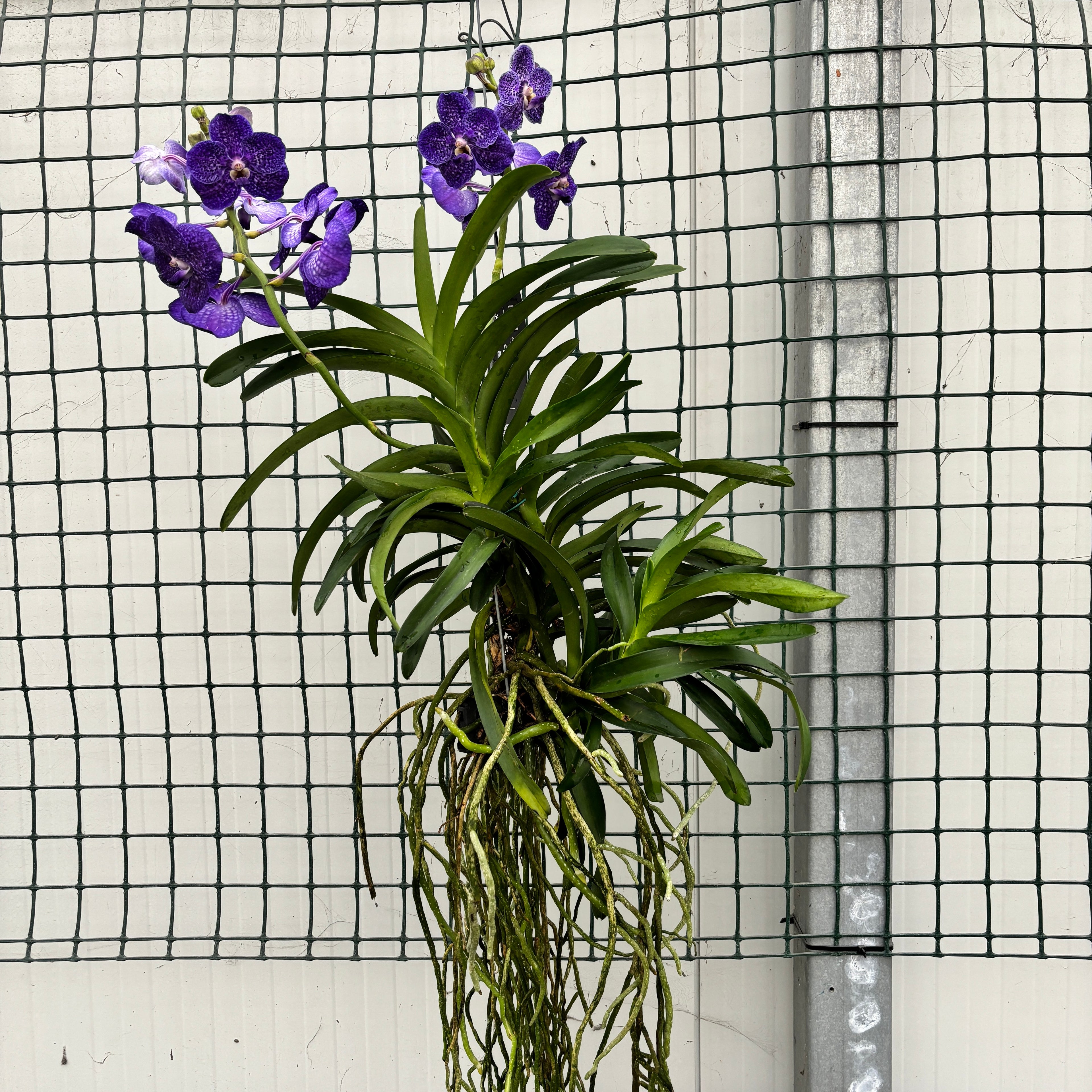 Vanda Tweed Blue XXL 5p (Ansu)