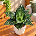 Sansevieria trifasciata 'Green Hahnii'