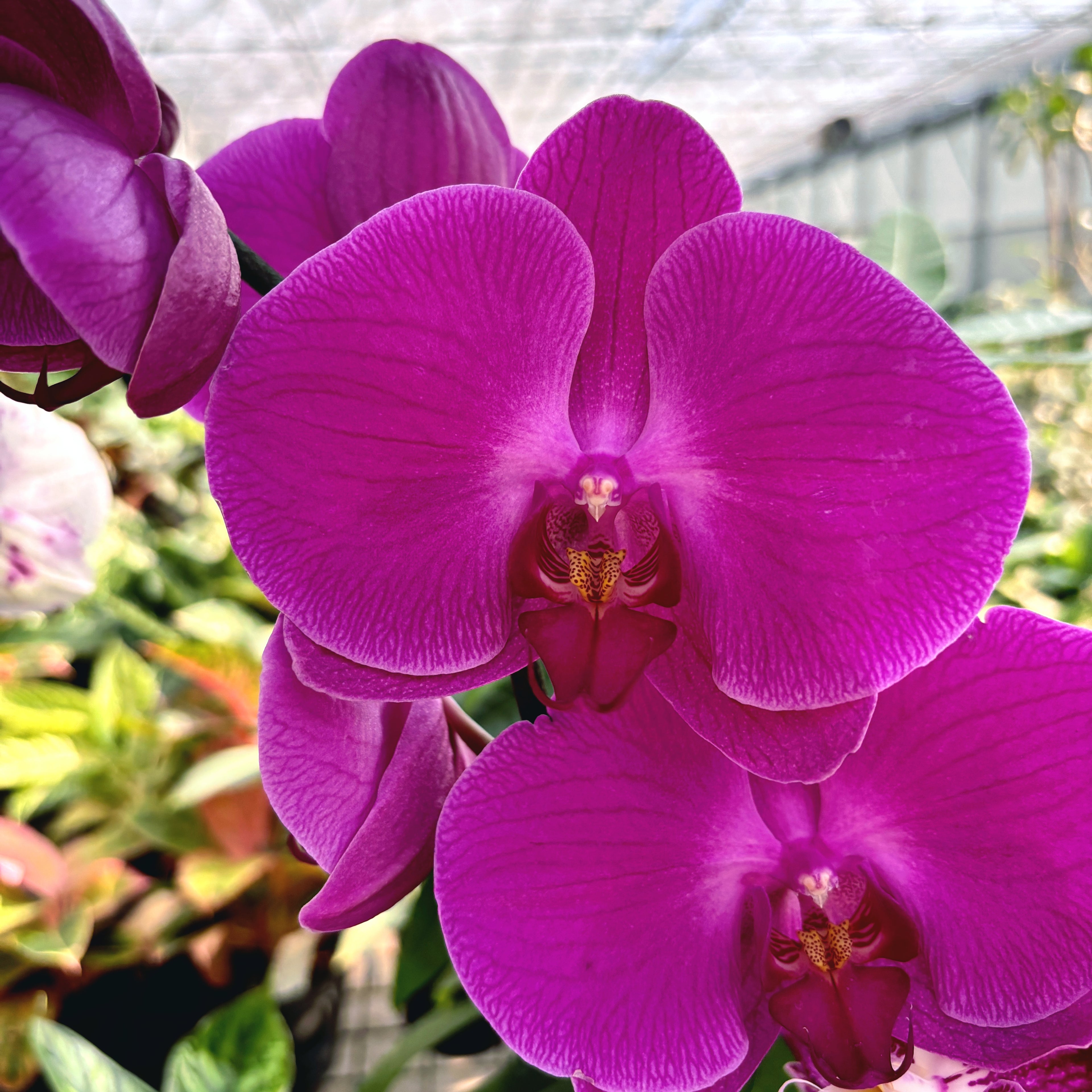 Phalaenopsis Miki Imperial Seal 'MI01' (Florious Purple, Femion) - XXL cvet