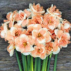 Narcise olandeze cu floare dubla peach - Narcissus ‘Apricot Whirl’