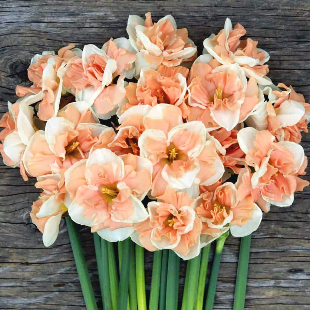 Narcise olandeze cu floare dubla peach - Narcissus ‘Apricot Whirl’