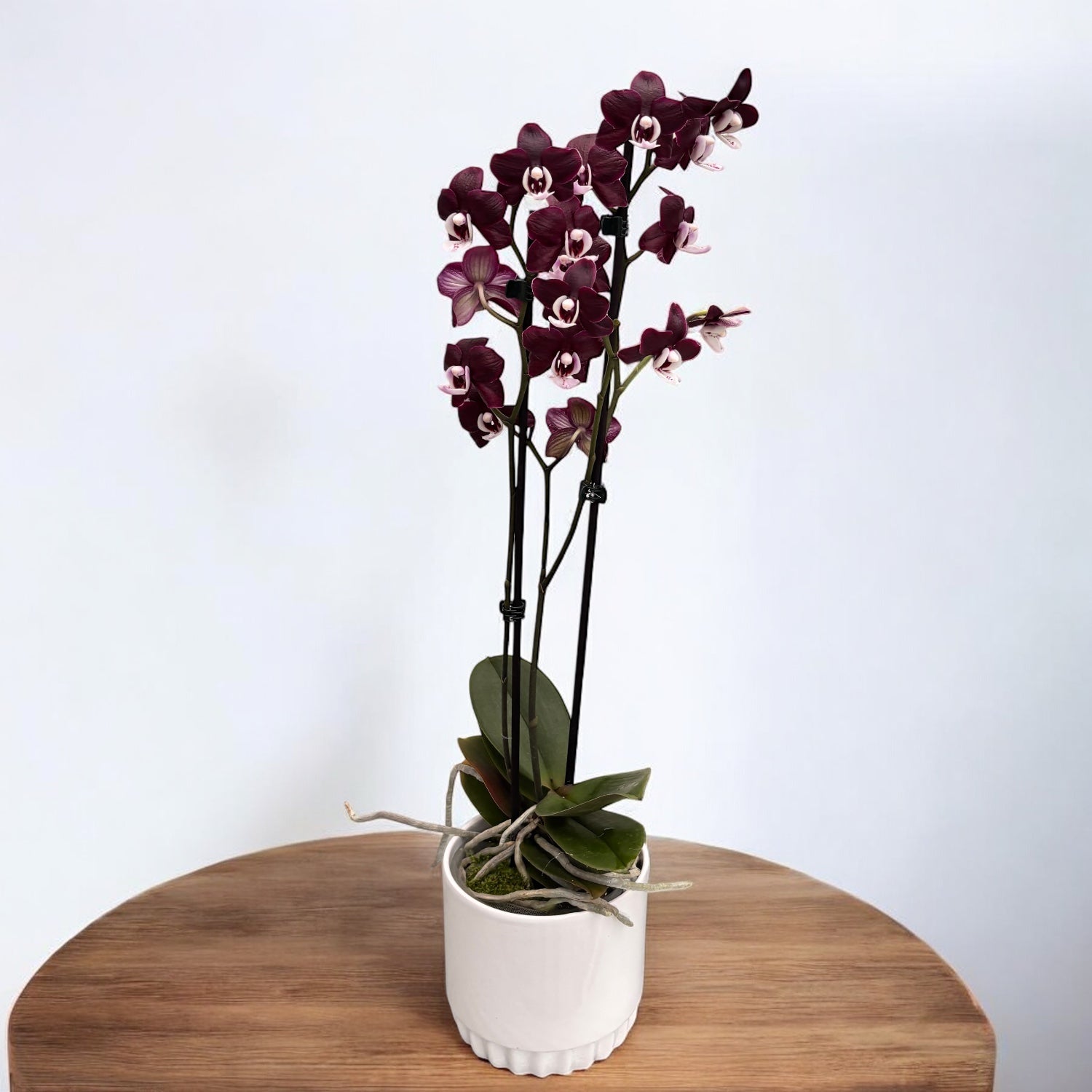 Phalaenopsis Kaoda Twinkle 'Chocolate Drop' (Black Widow) - duftend (Niederlande)