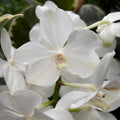 Vanda Tayanee Diamond White (Ansu)