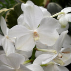 Vanda Tayanee Diamond White (Ansu)
