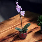 Phalaenopsis schilleriana 'Pink Butterfly' AM/AOS