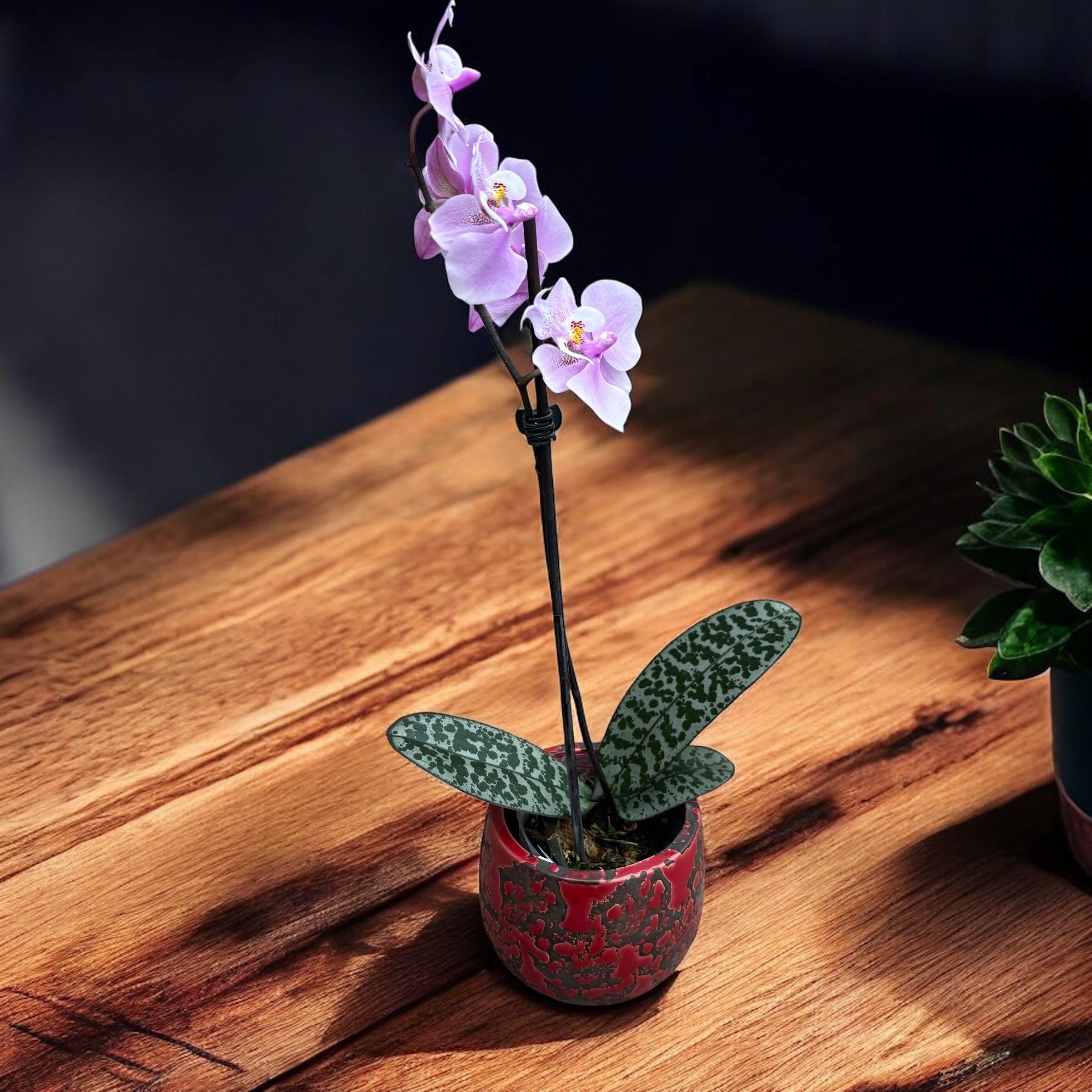 Phalaenopsis schilleriana 'Pink Butterfly' AM/AOS