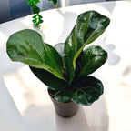 Ficus lyrata 'Bambino' D11