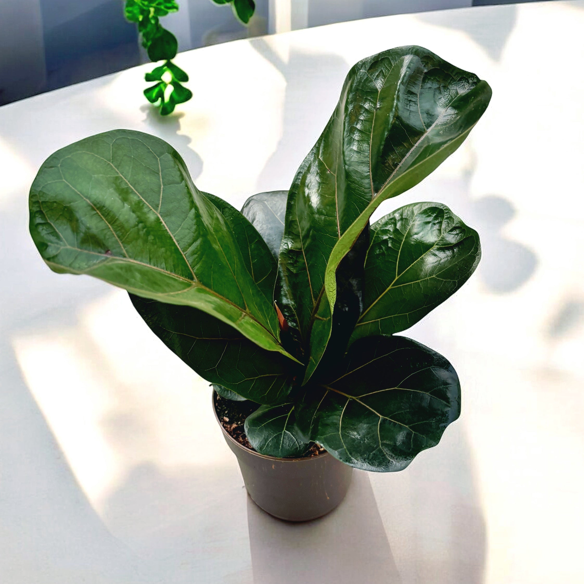 Ficus lyrata 'Bambino' D11