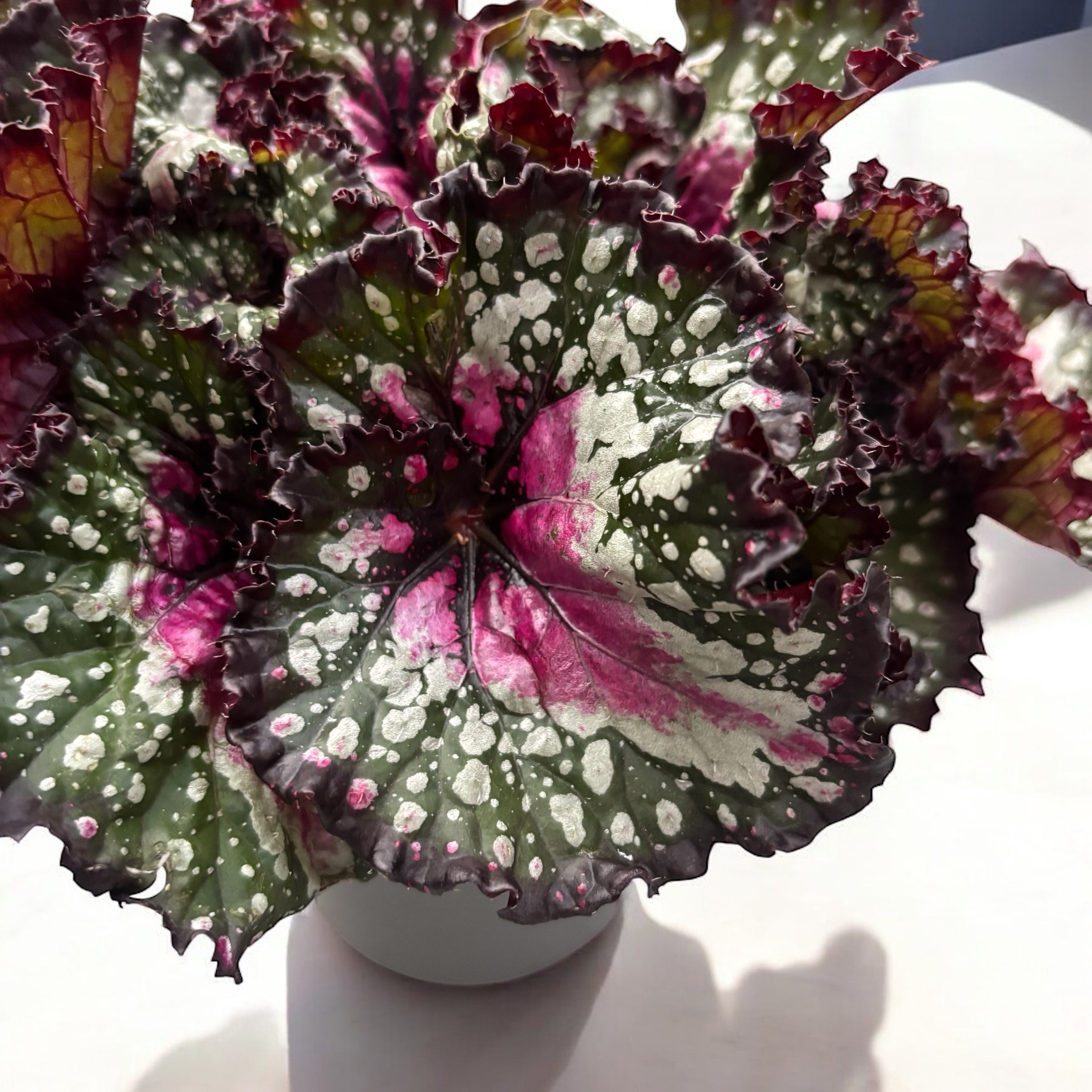 Begonia Purple Blush